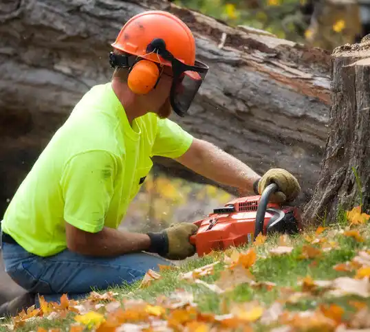 tree services Sauk Rapids